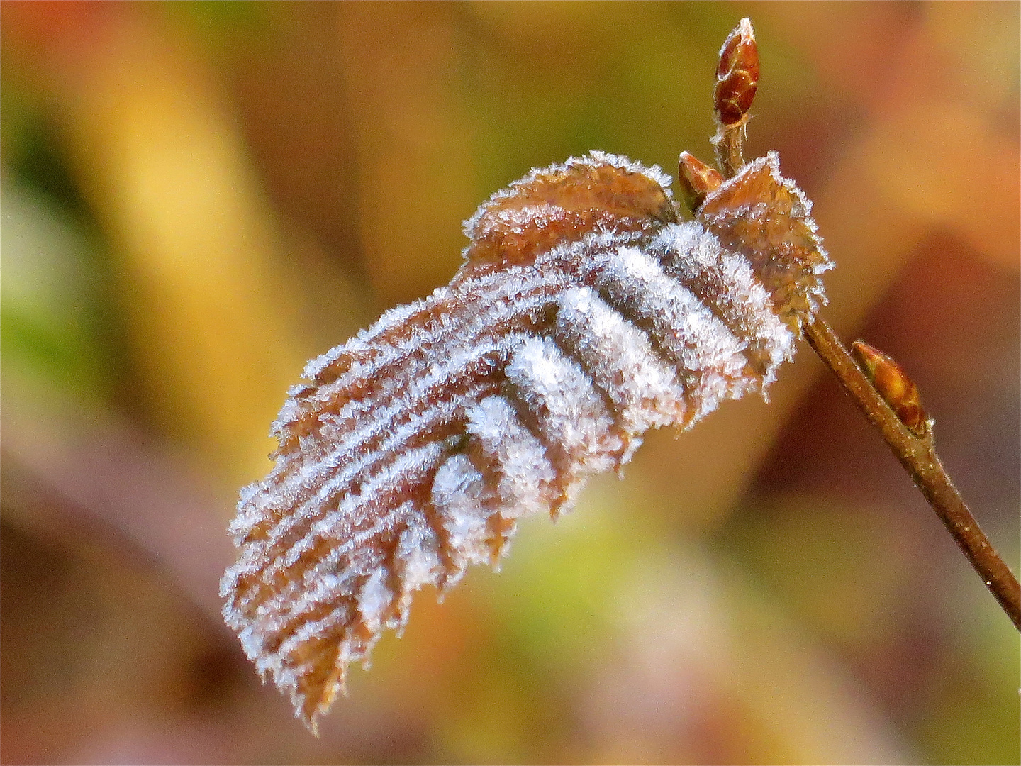 ...le givre !!!...