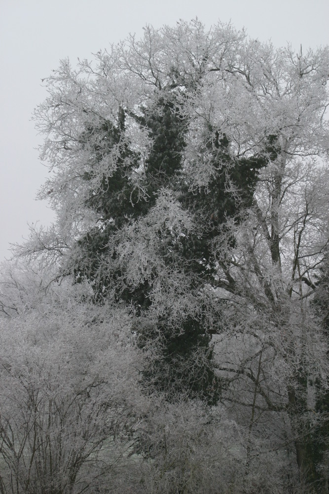 le givre