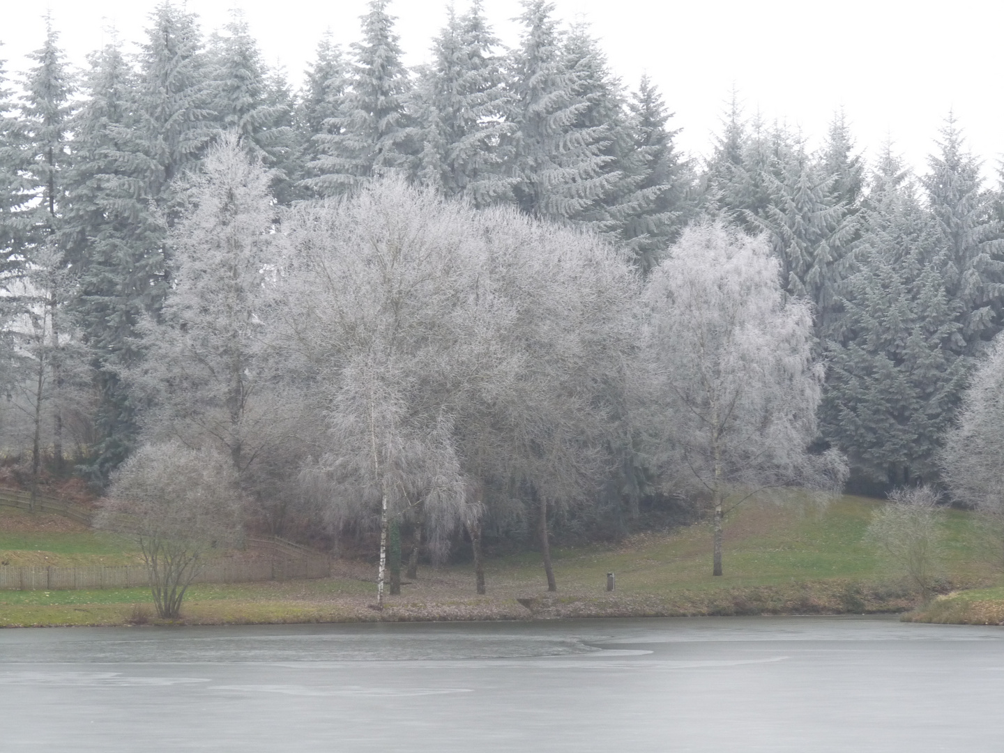 Le givre habille les arbres.