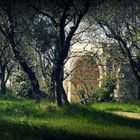 Le Glanum (Site antique) (3)