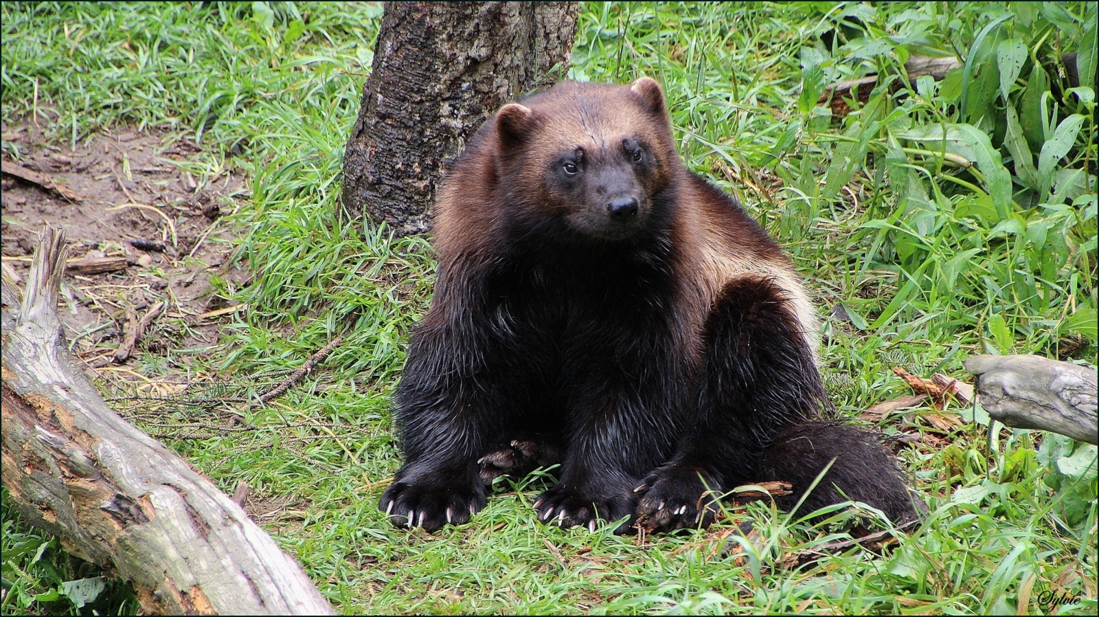 Le Glouton ou Carcajou (Zoo sauvage de St-Félicien) Août 2015