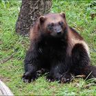 Le Glouton ou Carcajou (Zoo sauvage de St-Félicien) Août 2015