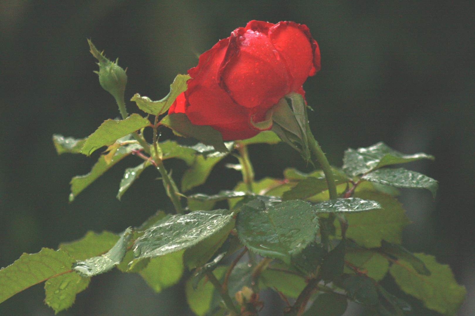 le gocce e la rosa