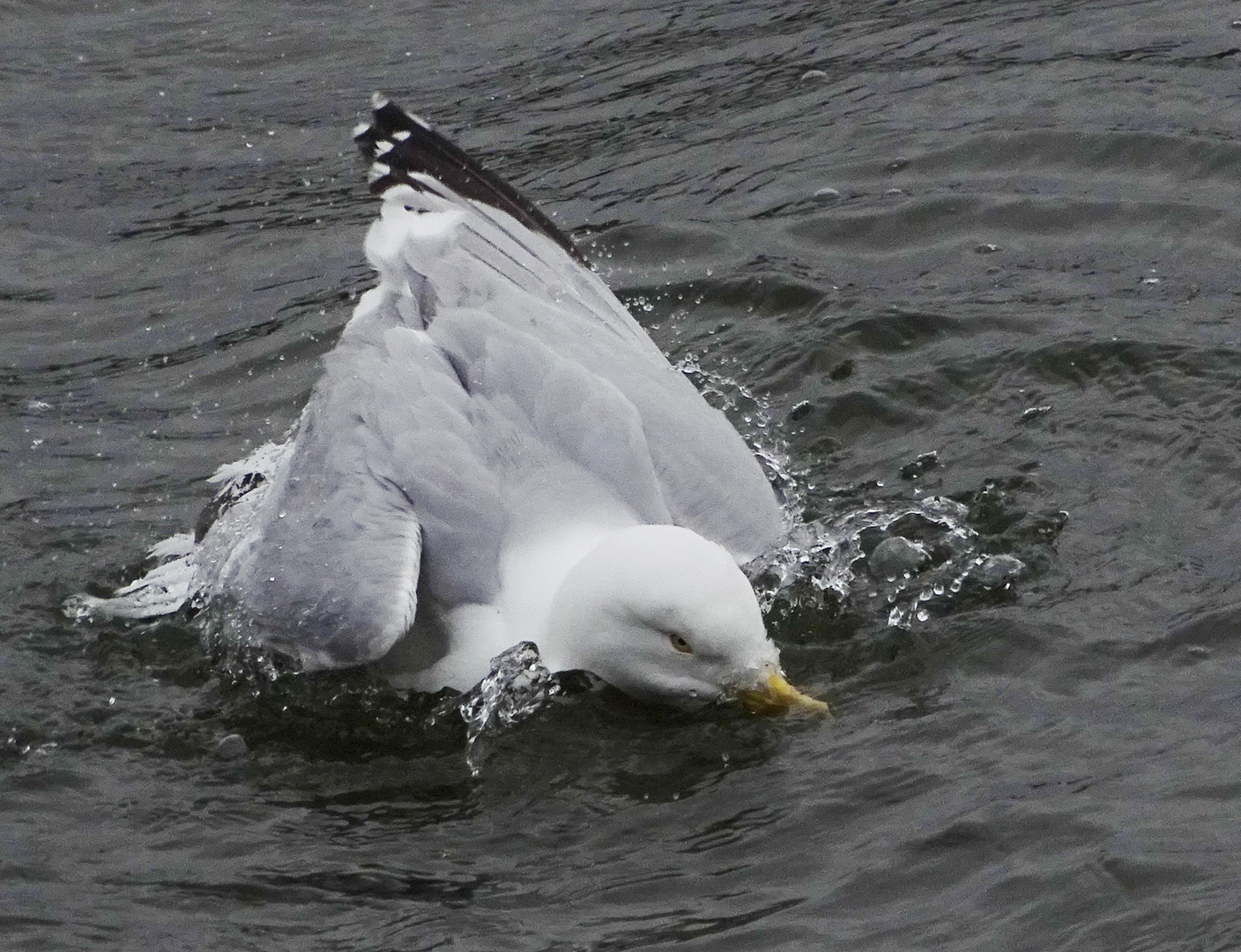 Le goeland au bain