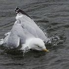 Le goeland au bain