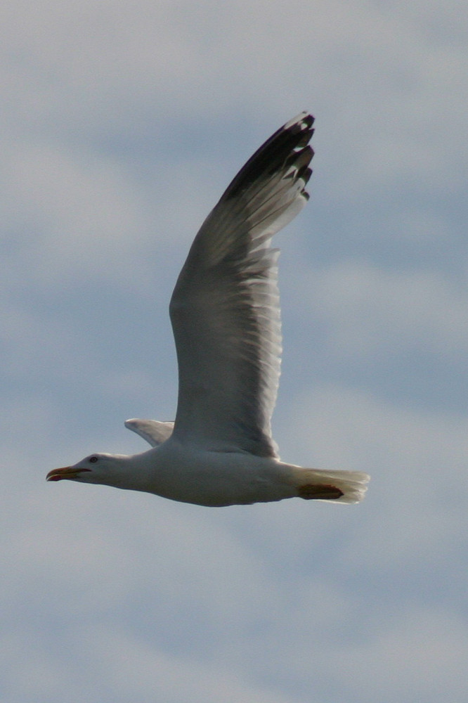 Le goeland au vole..