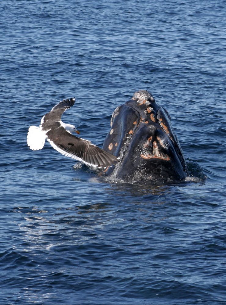 le goéland et la baleine