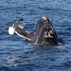 le goéland et la baleine