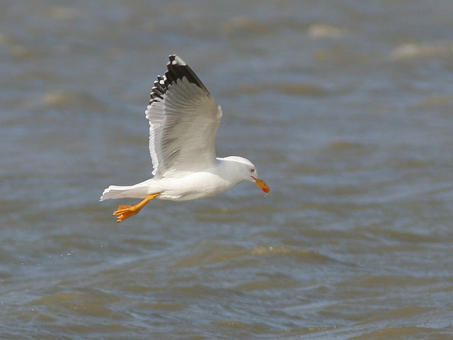 Le goéland leucophée à la pêche