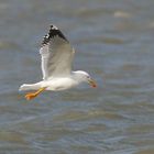 Le goéland leucophée à la pêche