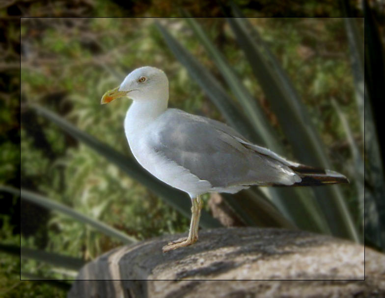 le goéland ou la mouette