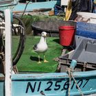 le goéland qui voulait sa photo