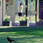 le golfeur et le corbeau