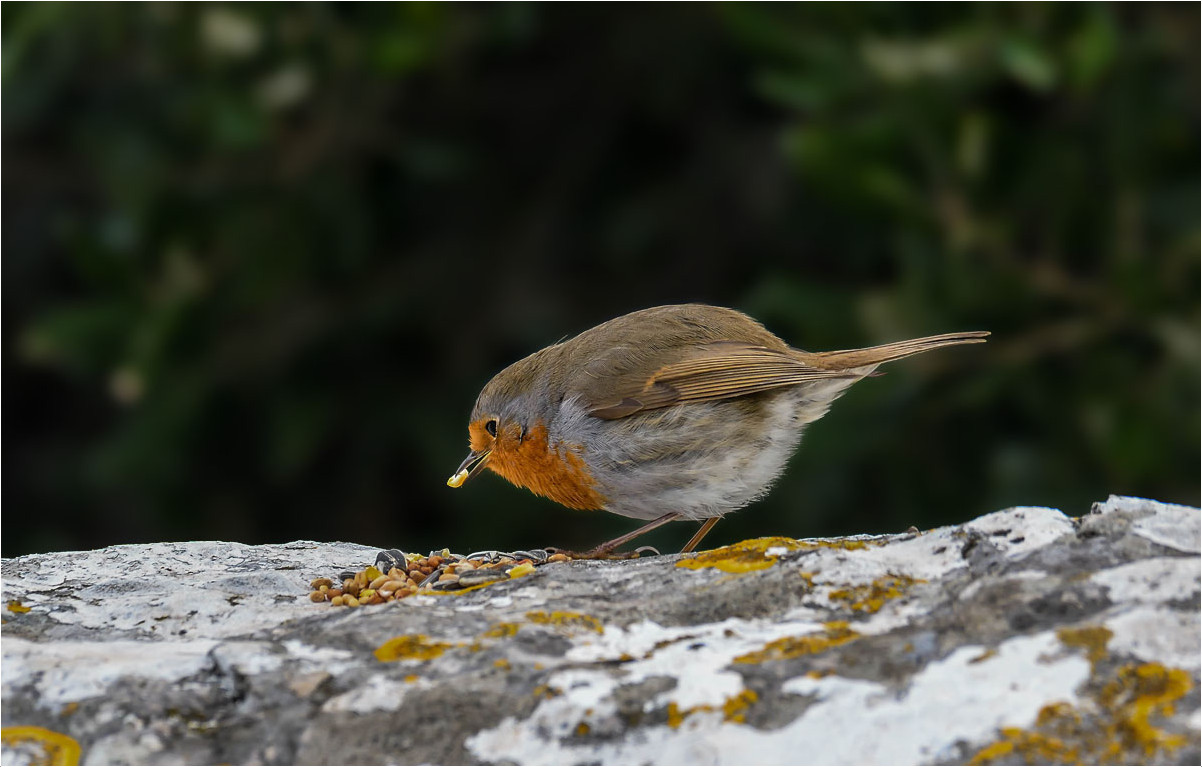 Le gourmand!!!