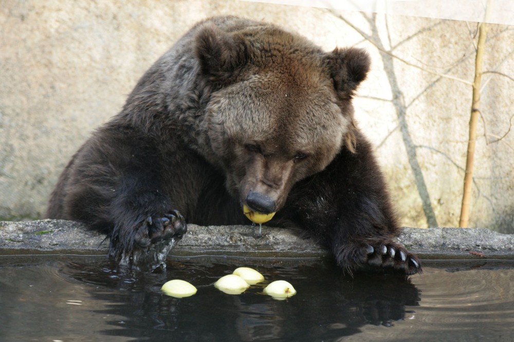 le gouter de Sophie