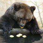 le gouter de Sophie