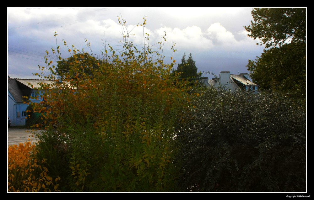 " Le grain couleur d'automne "