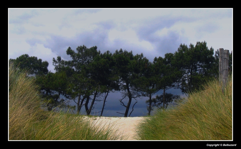 " Le grain de l'autre côté de la dune "