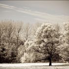 le grand arbre dans la prairie...