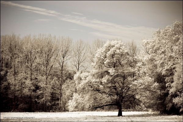 le grand arbre dans la prairie...