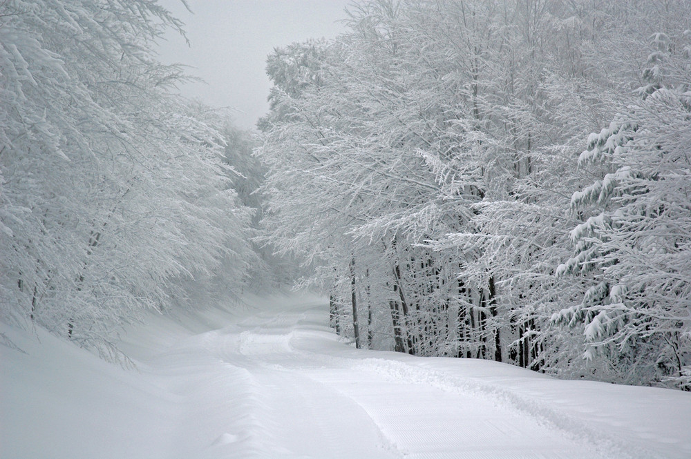 le grand blanc des vosges