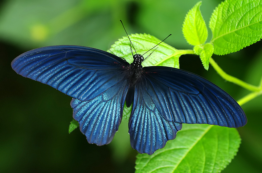 LE GRAND BLEU