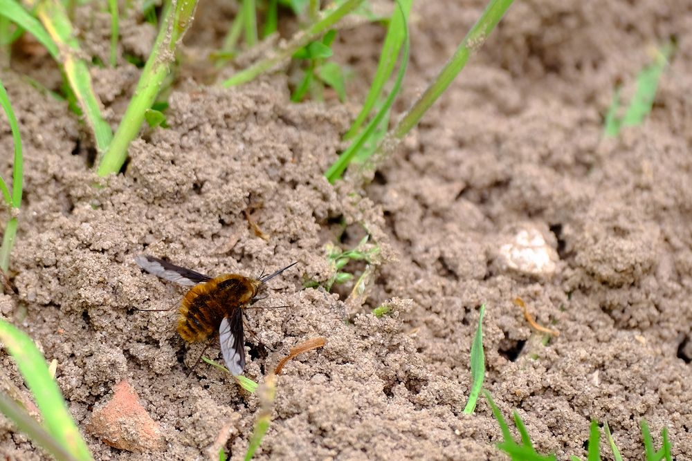  le Grand Bombyle 