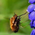 Le Grand Bombyle