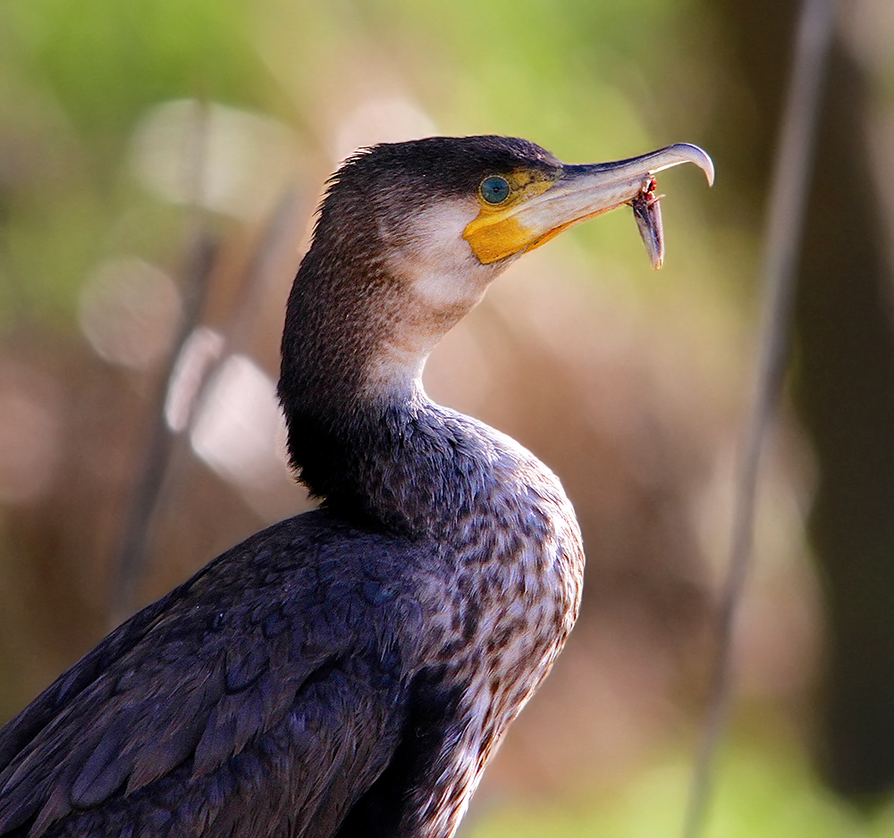 Le Grand Cormoran au bec cassé.