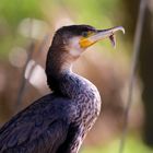 Le Grand Cormoran au bec cassé.