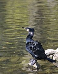 Le grand cormoran