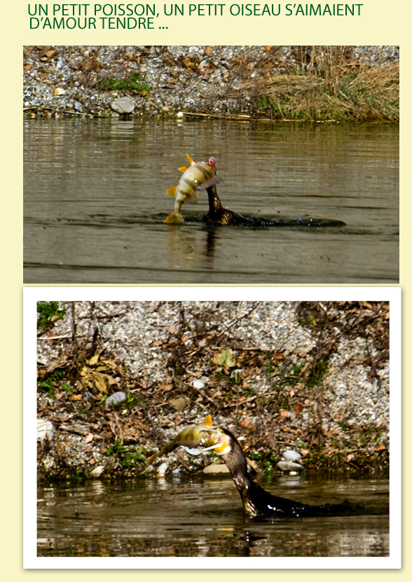 LE GRAND CORMORAN EN DISCUSSION AVEC SON VOISIN LE POISSON.