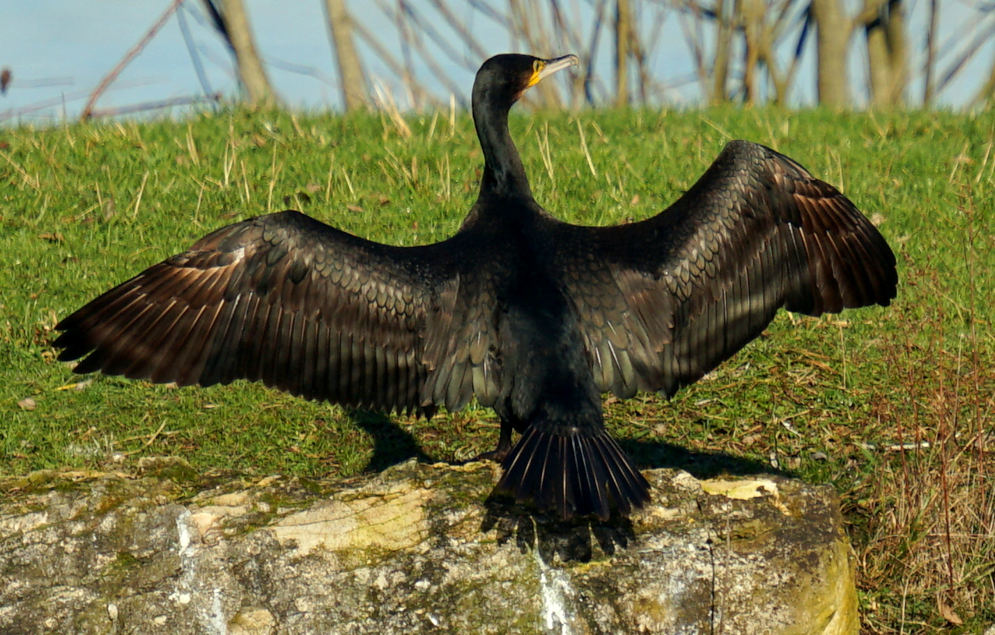 Le Grand Cormoran