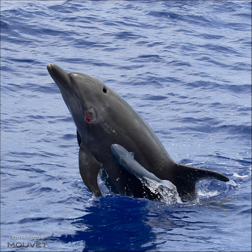 le grand dauphin de l'océan indien photo et image animaux, animaux