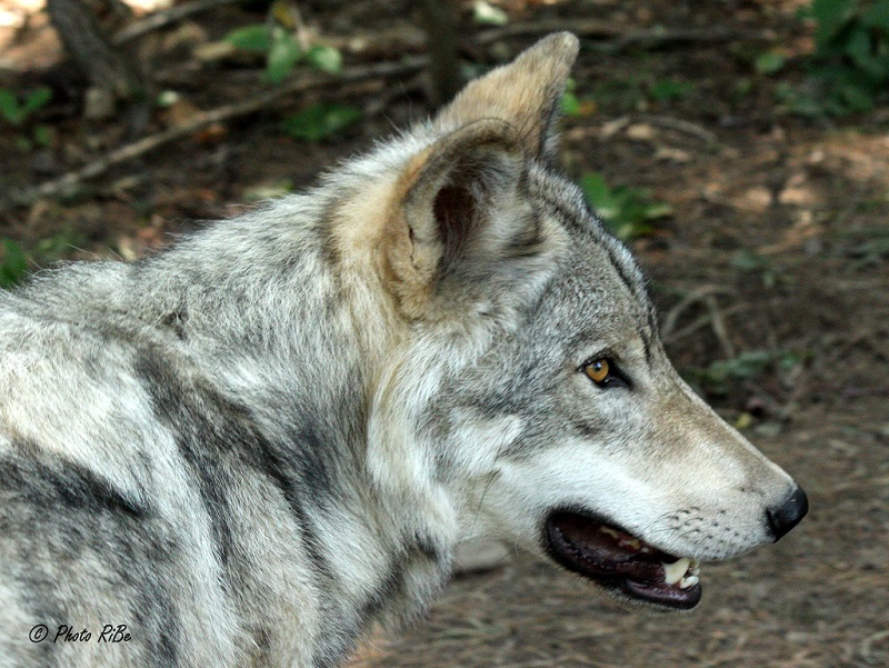 Le grand Loup du Nord Canade