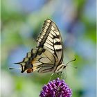 le grand machaon