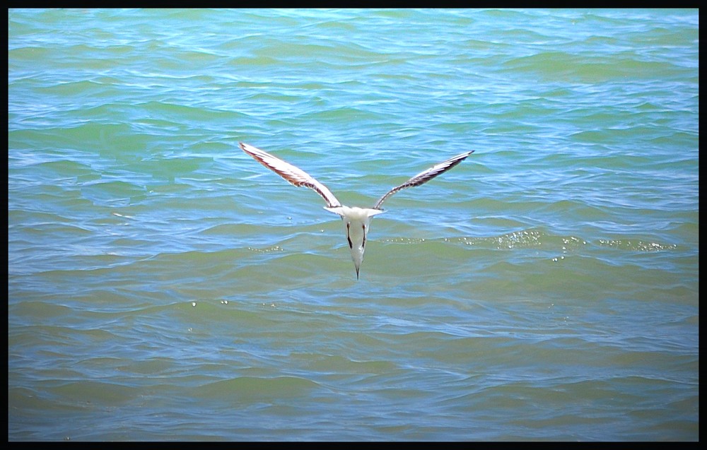 Le grand plongeon...