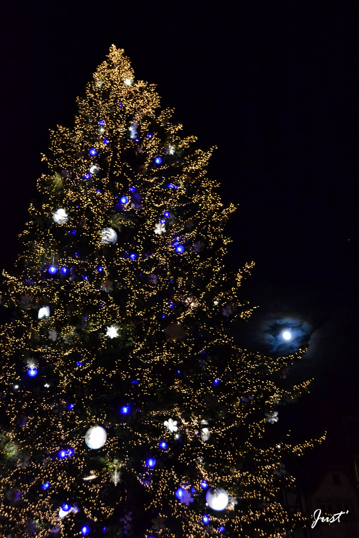 Le grand sapin de Strasbourg