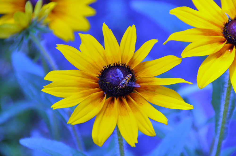 Le Grande Bleu - Sonnenhut mit Besuch