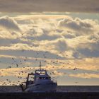 Le Grau du Roy ..... Retour de pêche