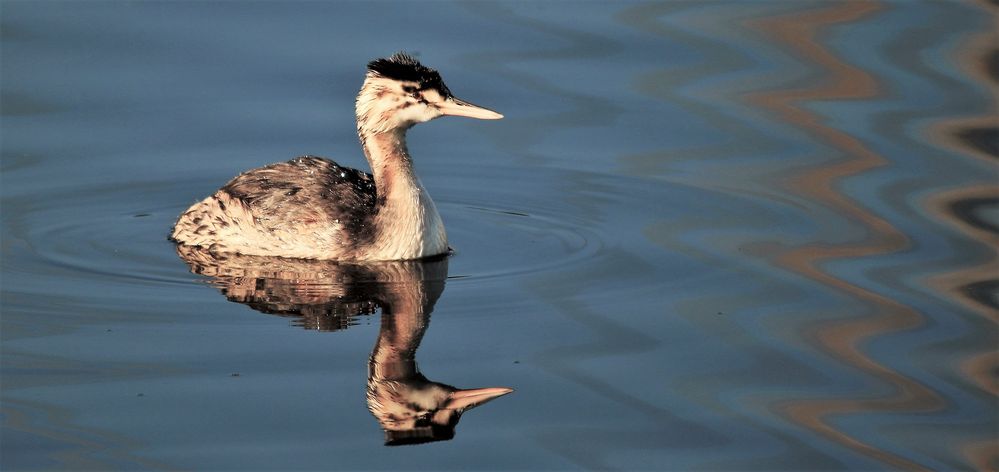 LE GREBE TRANQUILLE