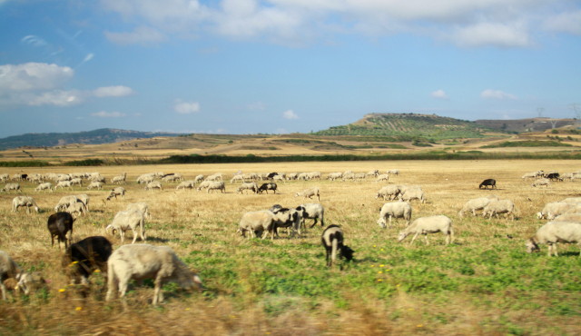 Le greggi in Sardegna