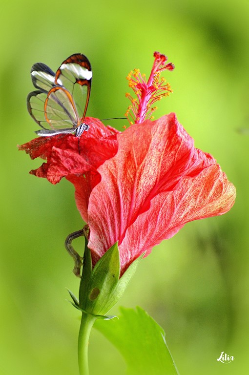Le Greta Oto – Le Papillon Transparent.