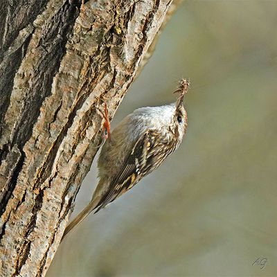 Le grimpereau des jardins...
