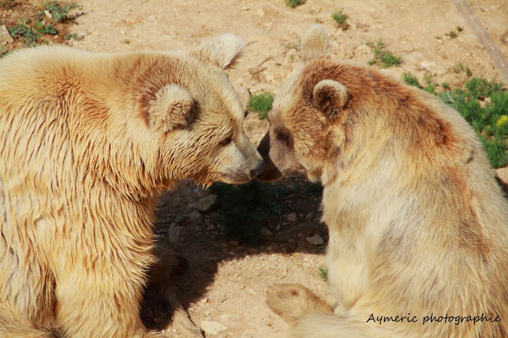 le gros calin