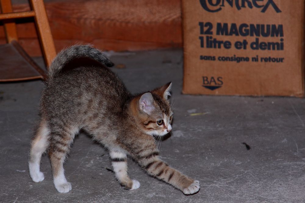 Le Gros Dos Photo Et Image Nature Chats Chatons Images Fotocommunity