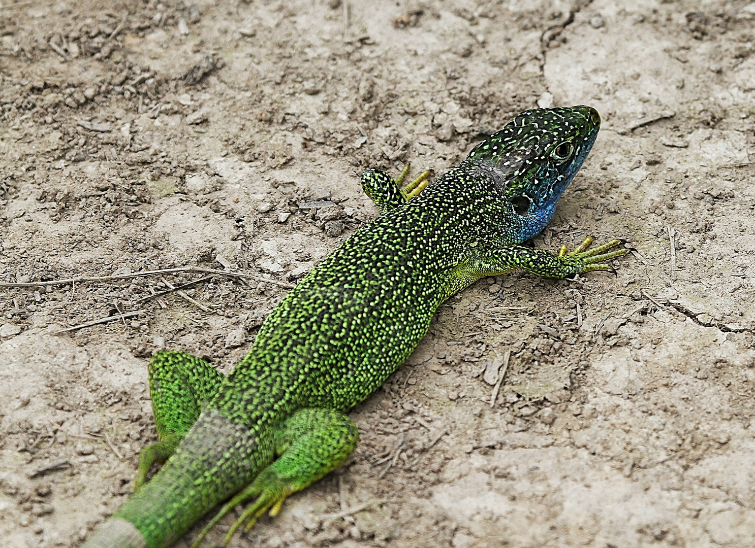 le gros lézard !