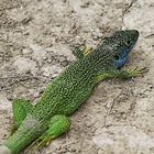 le gros lézard !