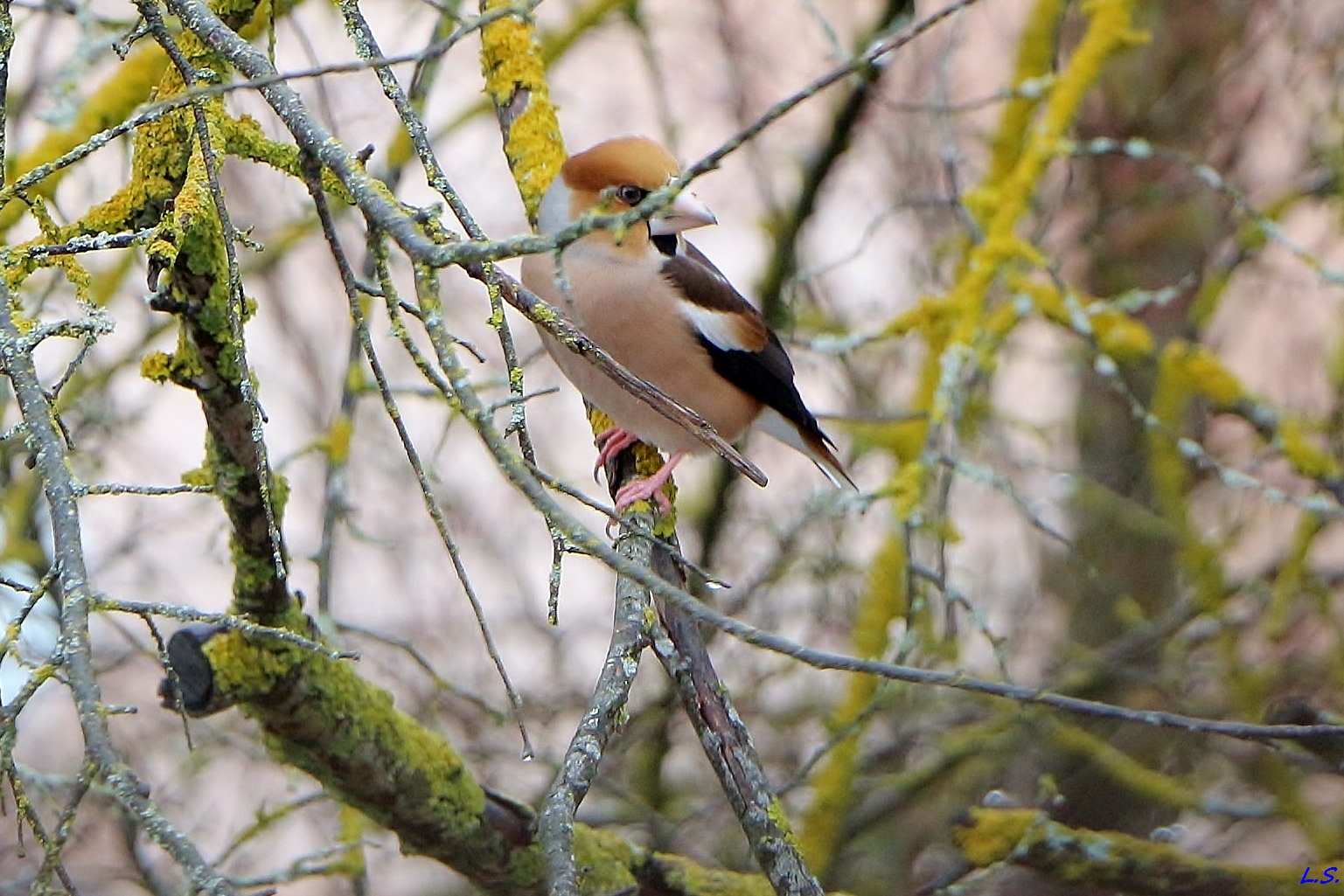 Le Grosbec Casse-noyaux.