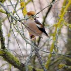 Le Grosbec Casse-noyaux.